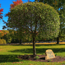Windber Hospice Rememberance Tree stone with quote "This tree commemorates all those that have died in the hospice program. I will not leave you comfortless. John 14:18" with tree